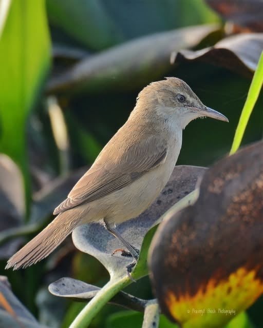 Clamorous Reed Warbler - ML631000322