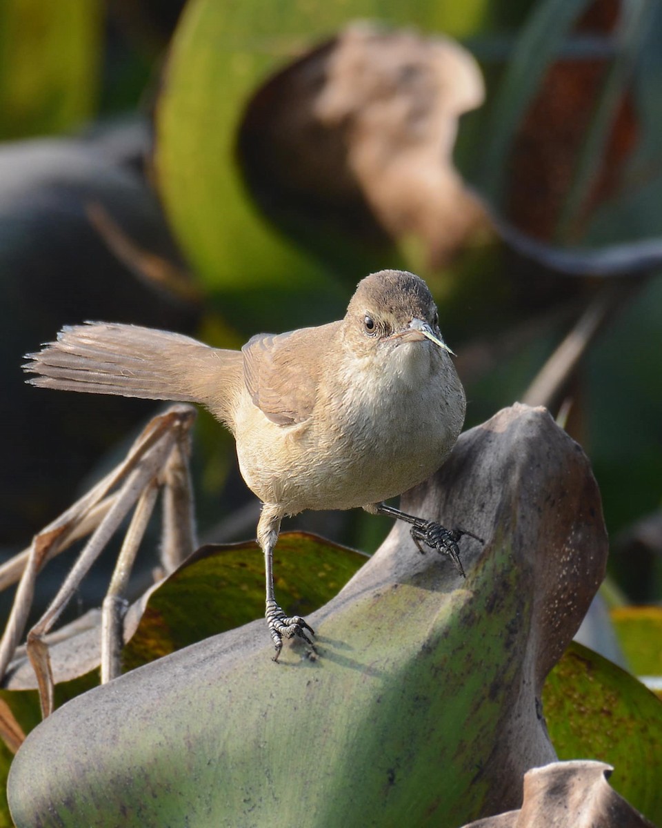 Clamorous Reed Warbler - ML631000323