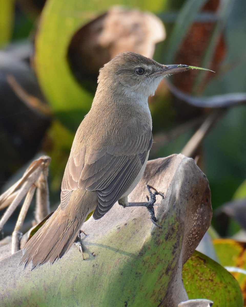 Clamorous Reed Warbler - ML631000324
