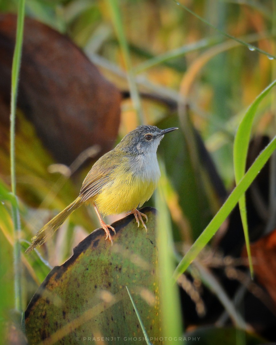 Yellow-bellied Prinia - ML631000358