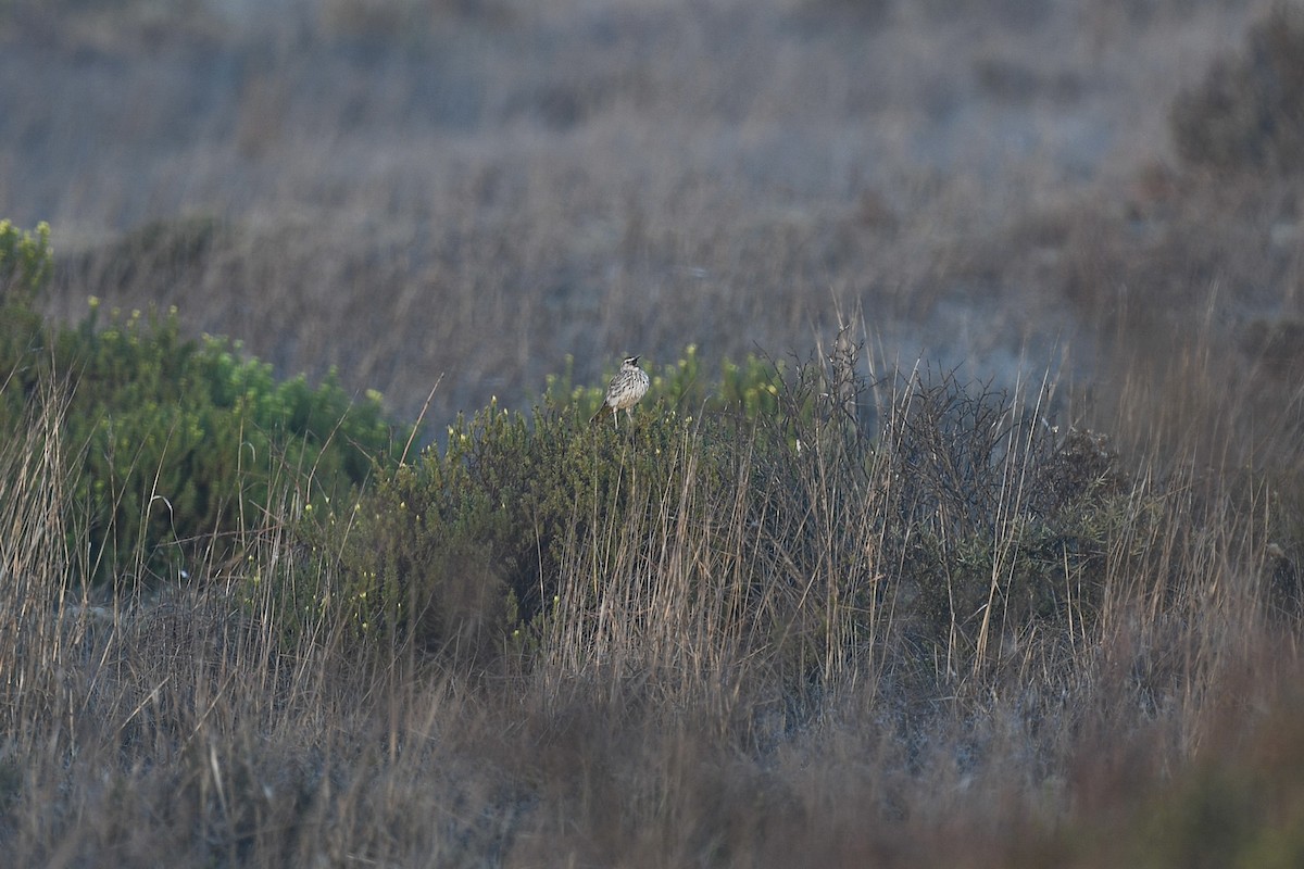 Cape Long-billed Lark (Cape) - ML631000369