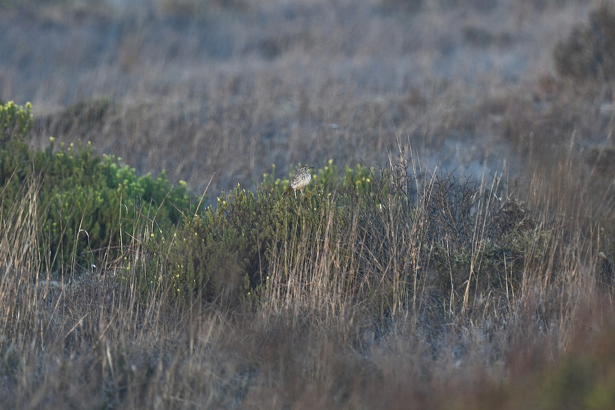 Cape Long-billed Lark (Cape) - ML631000389