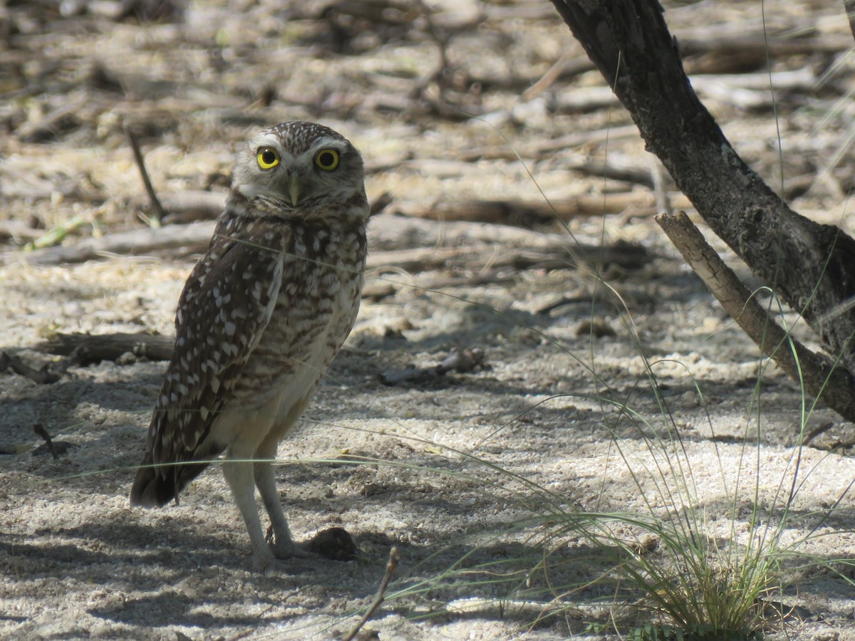 Burrowing Owl (guadeloupensis Group) - ML631000417