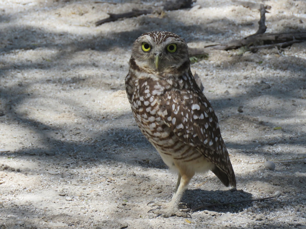 Burrowing Owl (guadeloupensis Group) - ML631000418