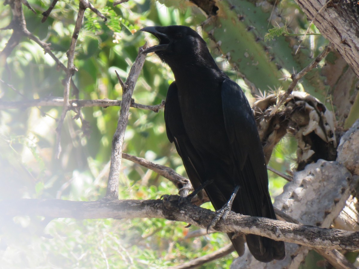 Hispaniolan Palm-Crow - ML631000423