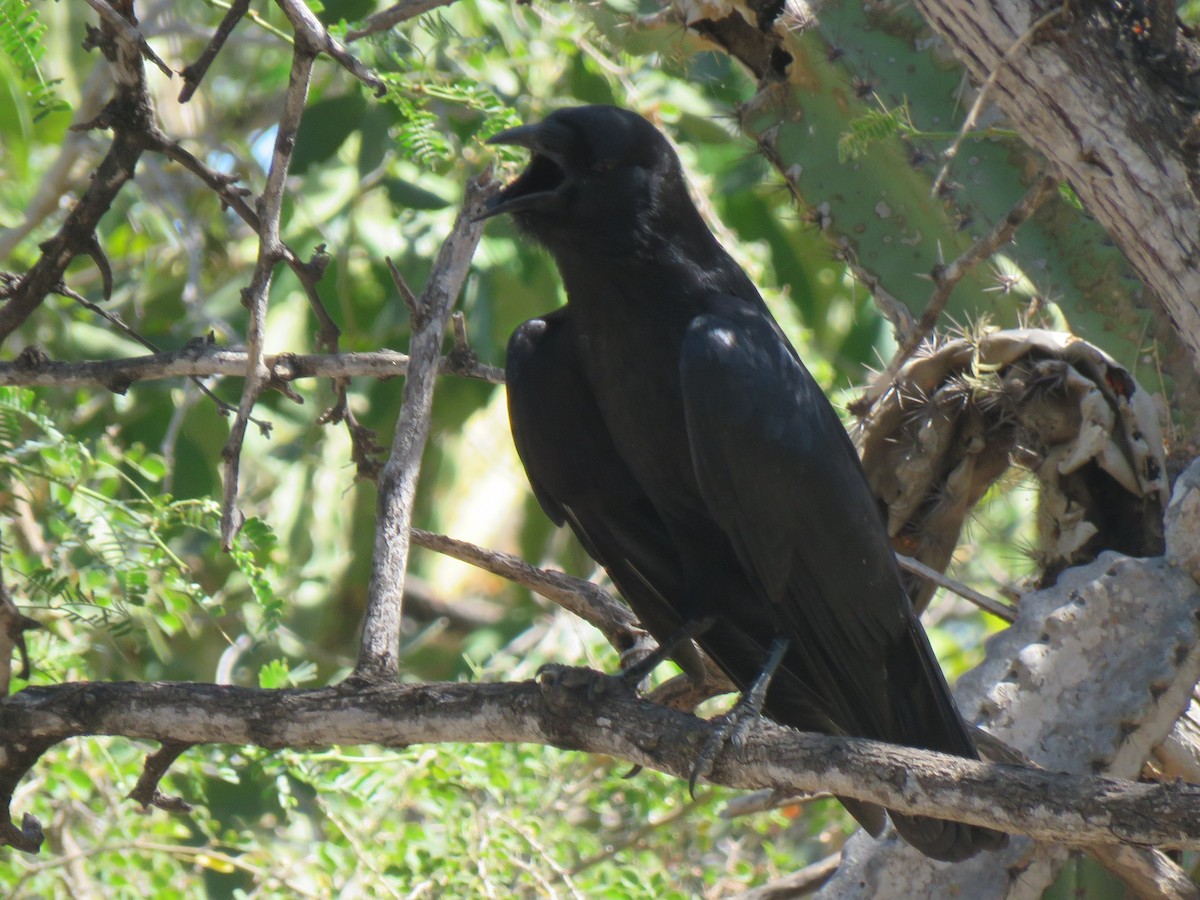 Hispaniolan Palm-Crow - ML631000424