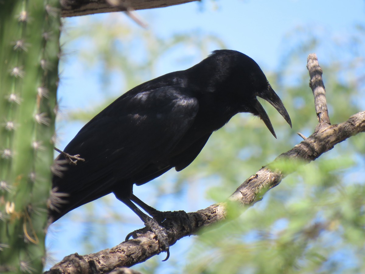 Hispaniolan Palm-Crow - ML631000425