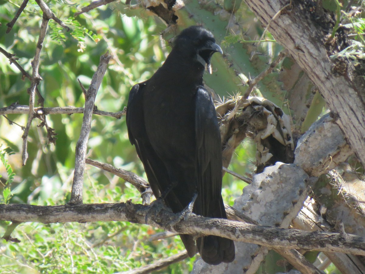 Hispaniolan Palm-Crow - ML631000426