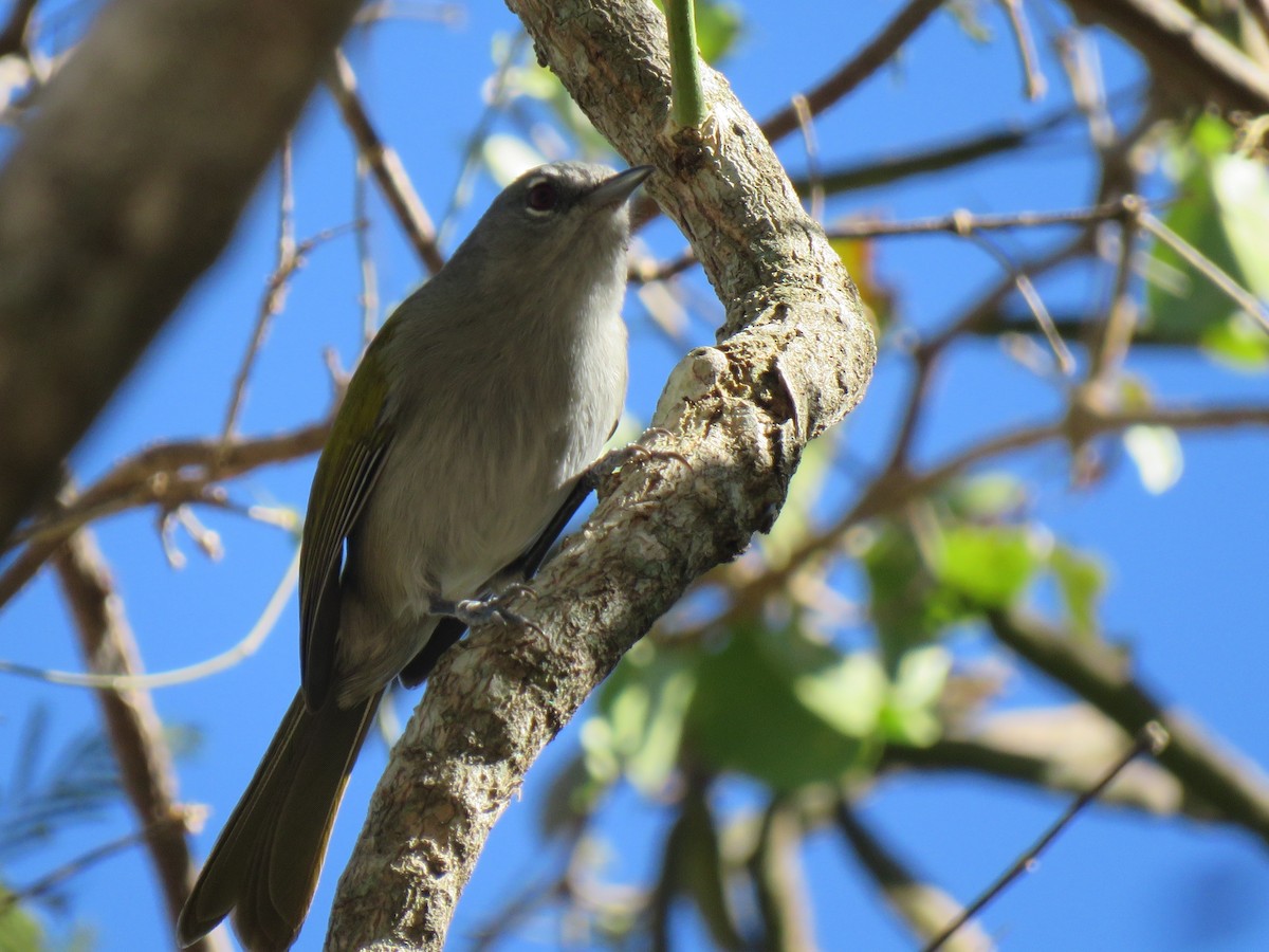 Green-tailed Warbler - ML631000547