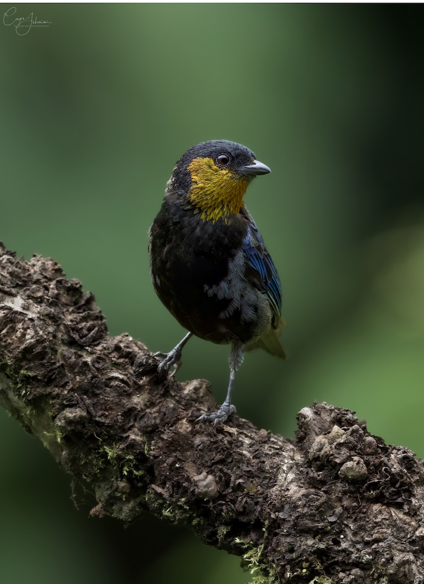 Silvery Tanager - ML631000638