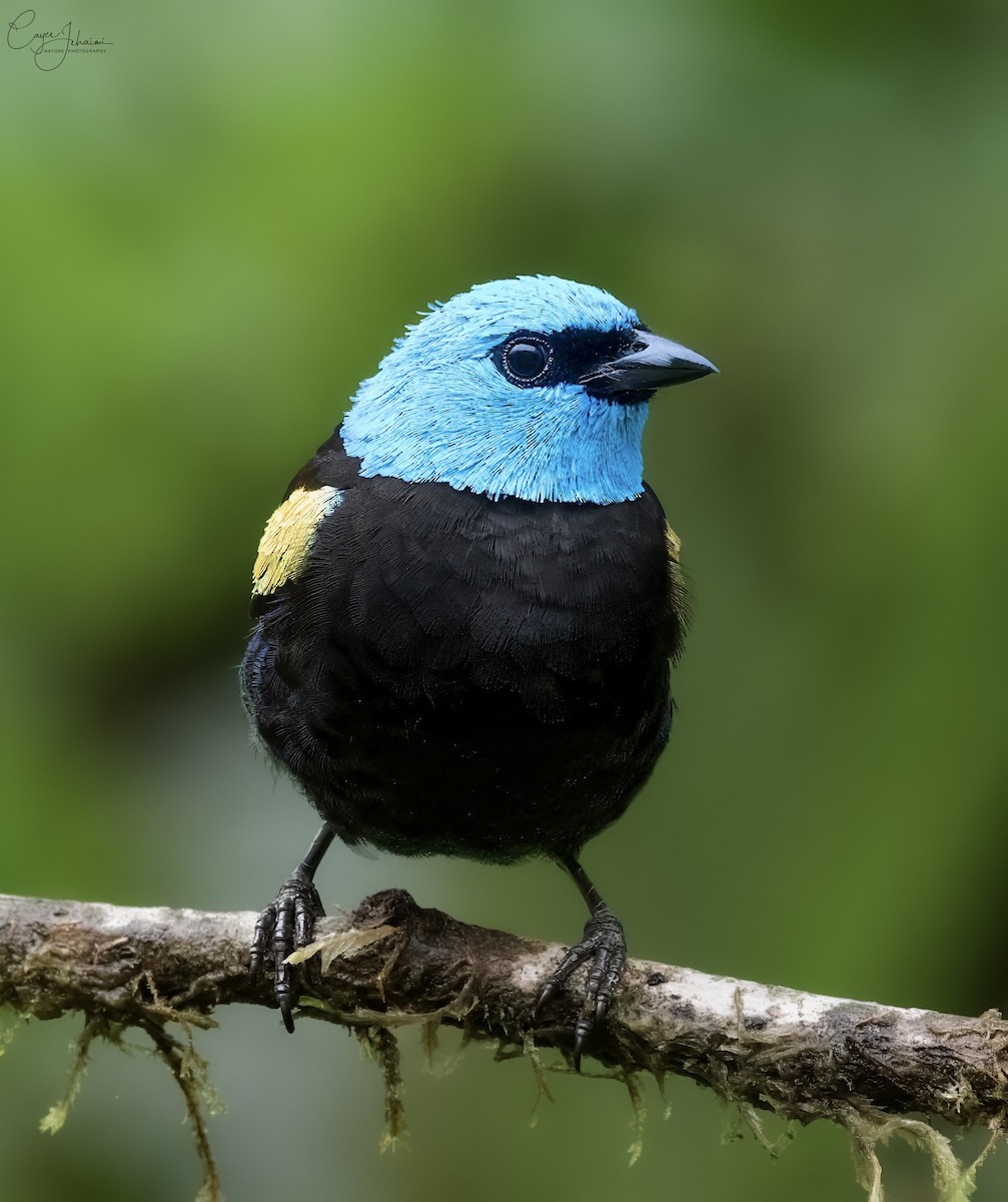 Blue-necked Tanager - ML631000650