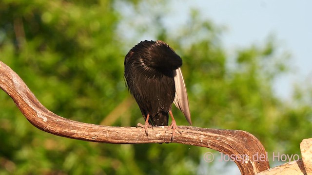 Spotless Starling - ML631000744