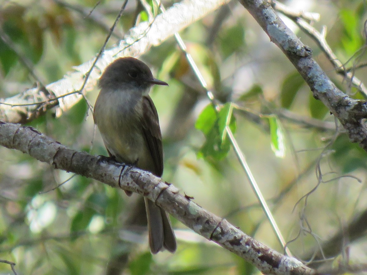 Hispaniolan Pewee - ML631000876