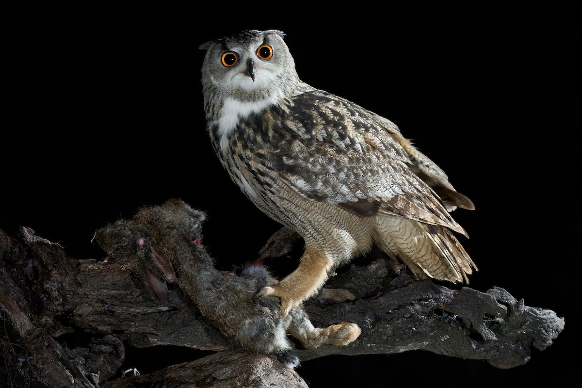 Eurasian Eagle-Owl - ML631001047