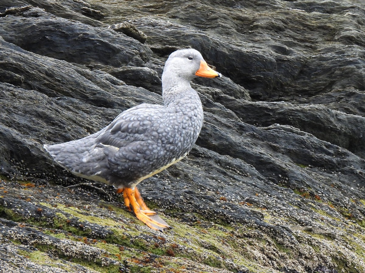 Flightless Steamer-Duck - ML631001069