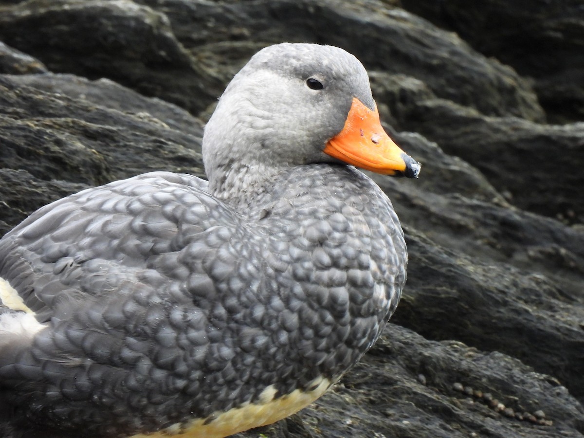 Flightless Steamer-Duck - ML631001073