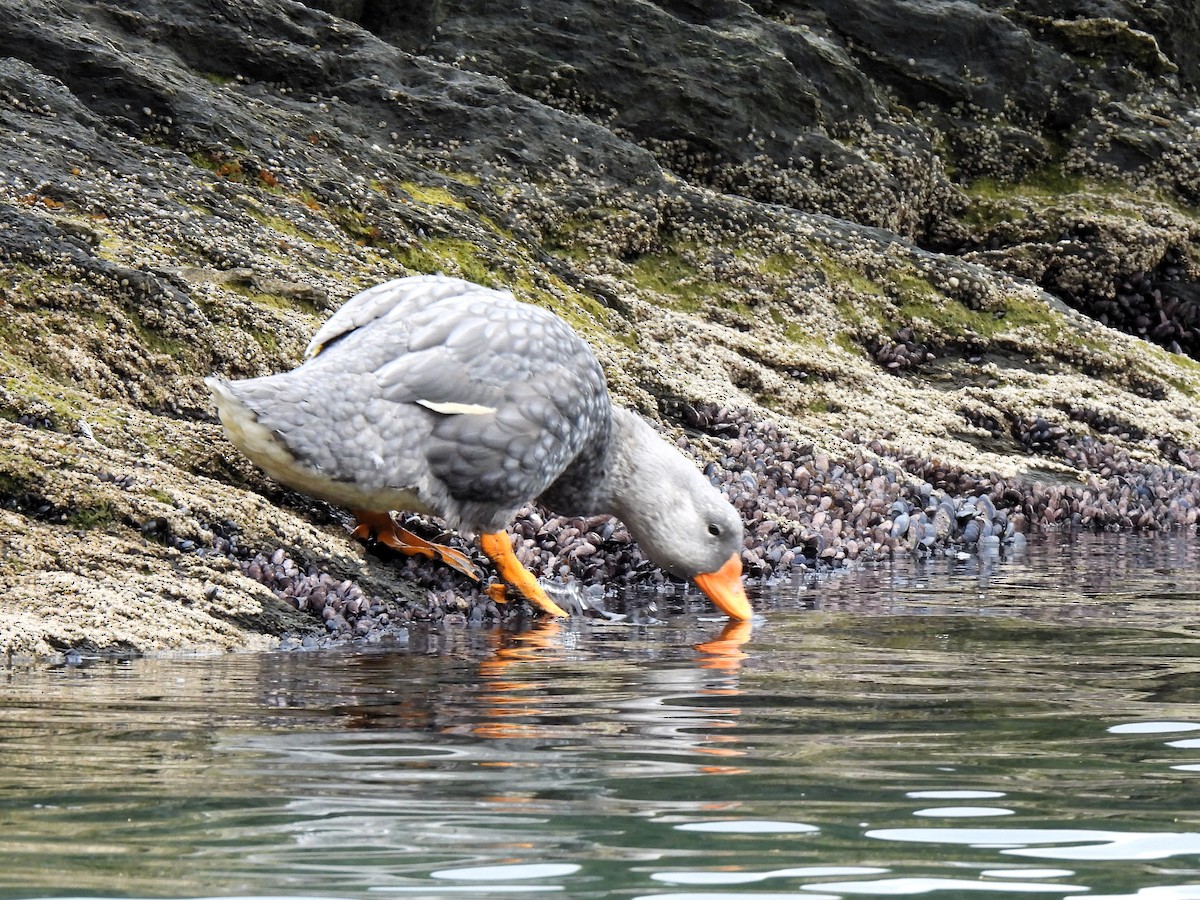 Flightless Steamer-Duck - ML631001089