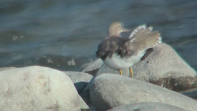 Хайргын хөгчүү - ML631001090