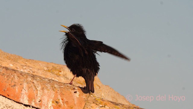 Spotless Starling - ML631001091