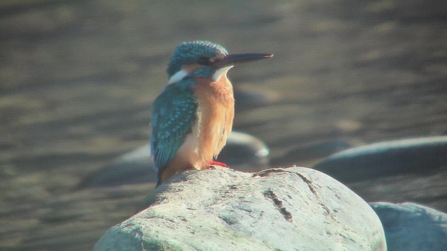 Common Kingfisher - ML631001097