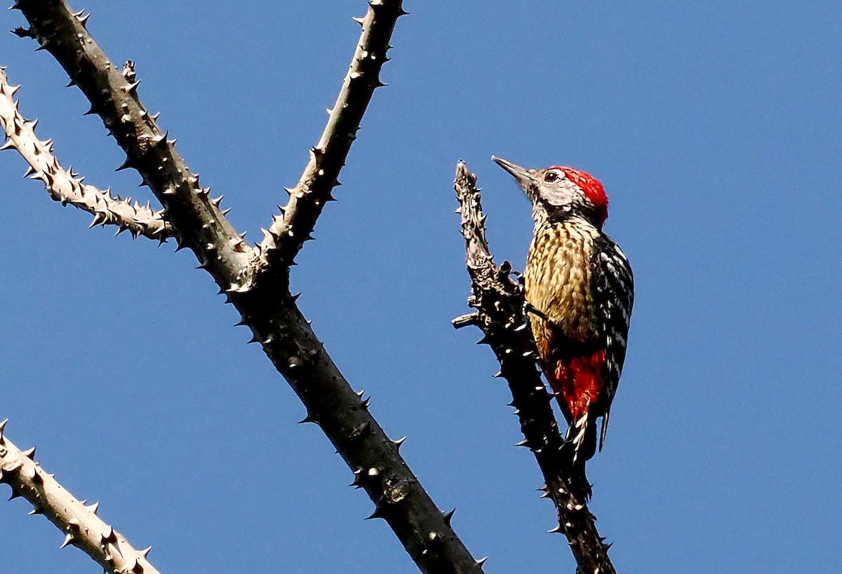 Stripe-breasted Woodpecker - ML631001098