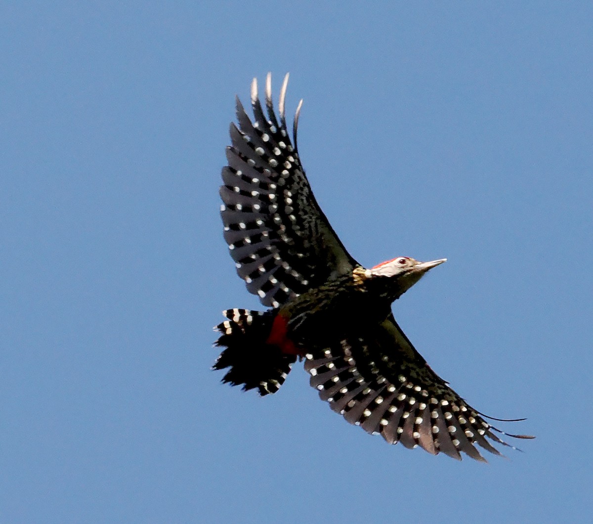 Stripe-breasted Woodpecker - ML631001103
