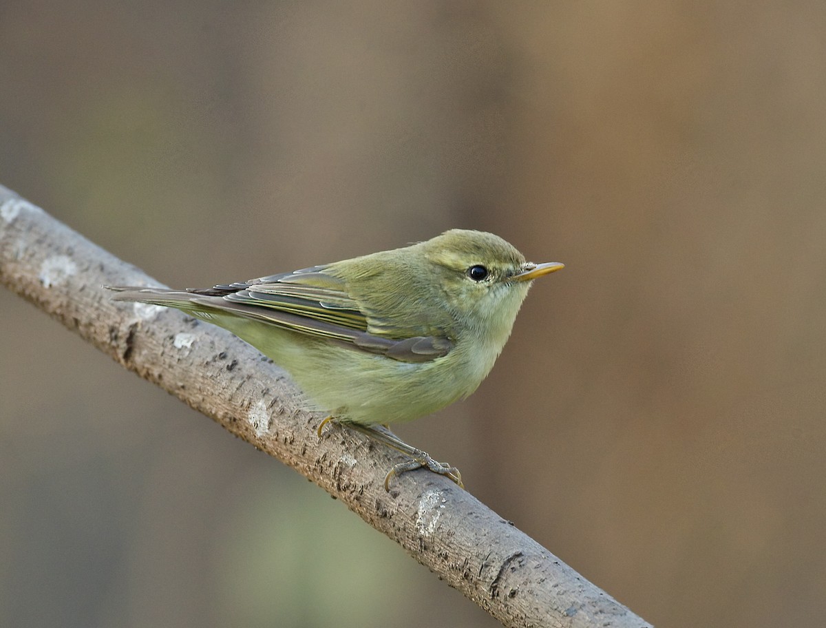 Green Warbler - ML631001116