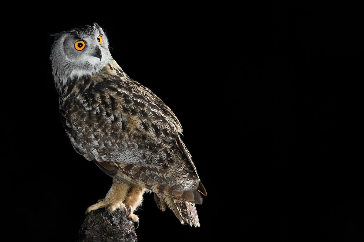 Eurasian Eagle-Owl - ML631001379