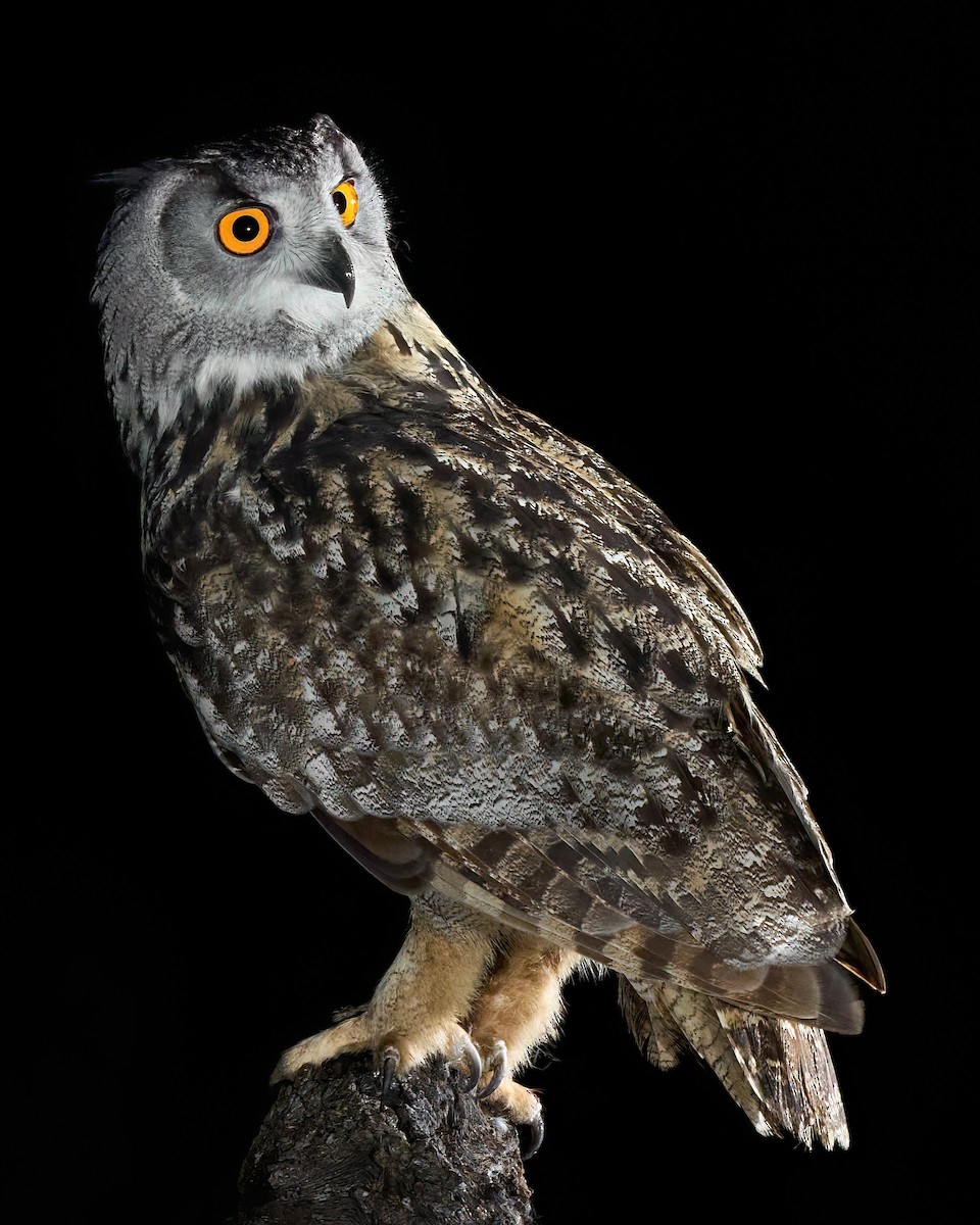 Eurasian Eagle-Owl - ML631001380