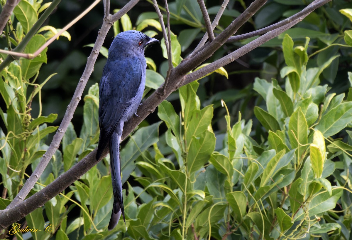 Ashy Drongo (Blackish) - ML631001510