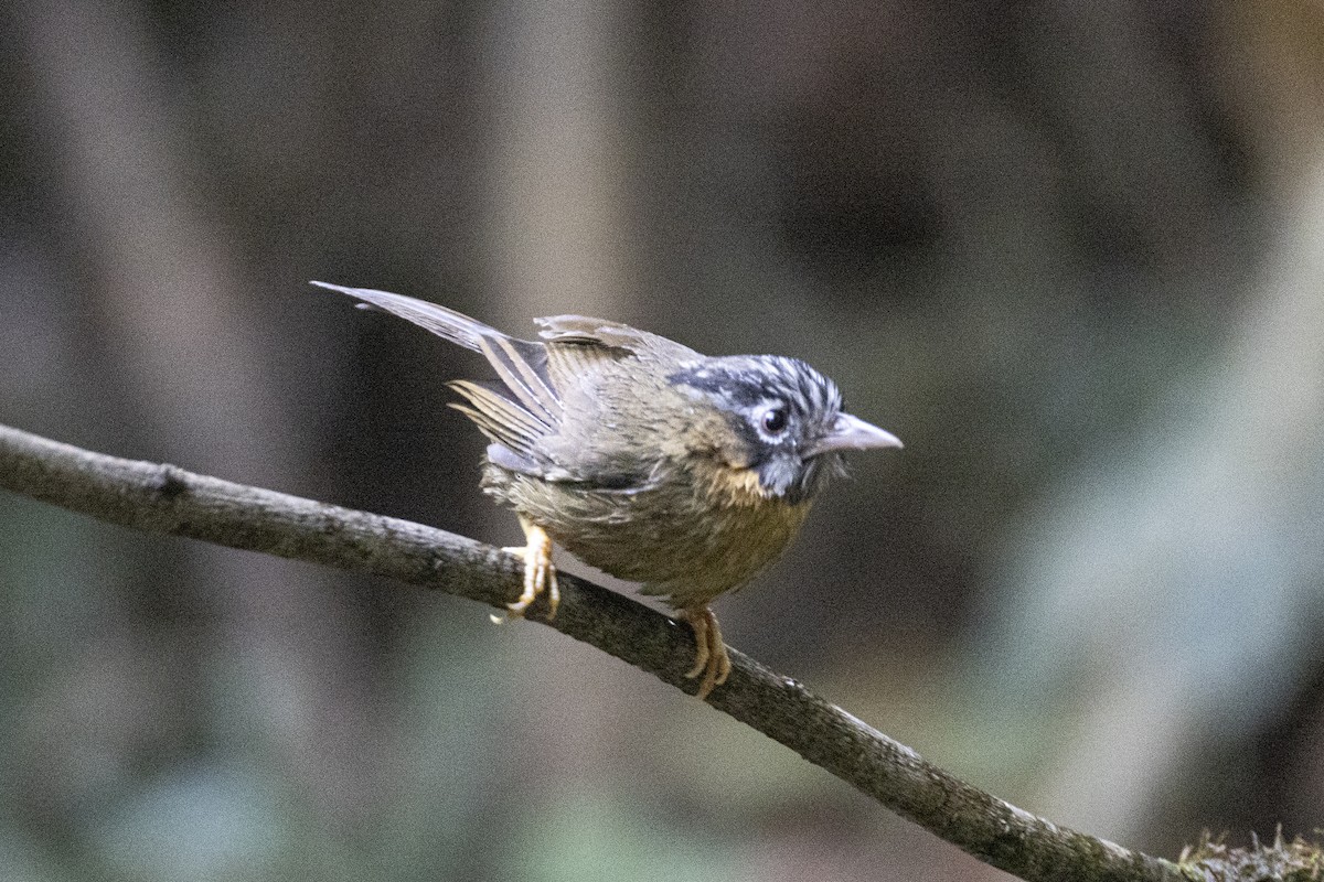 Gray-throated Babbler - ML631001512