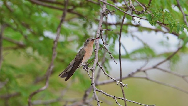 Buffy Hummingbird - ML631001530