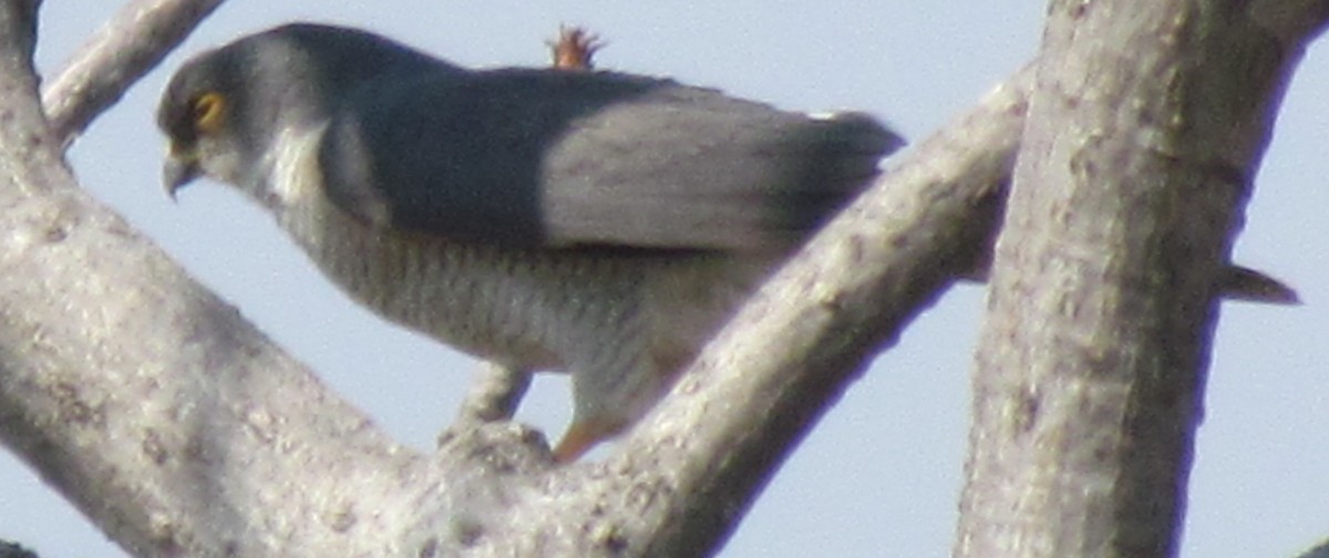 African Goshawk - ML631001757