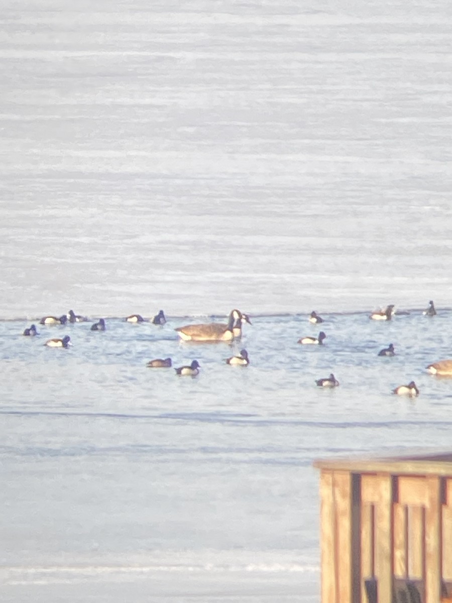Ring-necked Duck - ML631001879