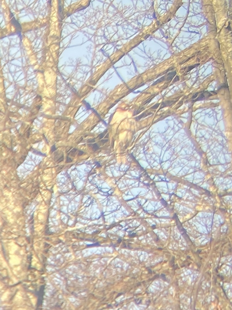 Red-shouldered Hawk - ML631001931