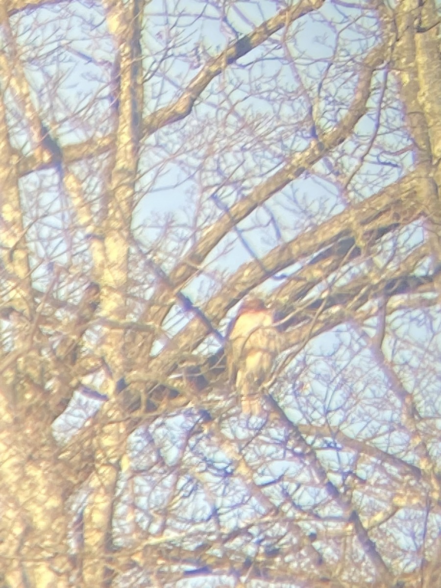 Red-shouldered Hawk - ML631001932