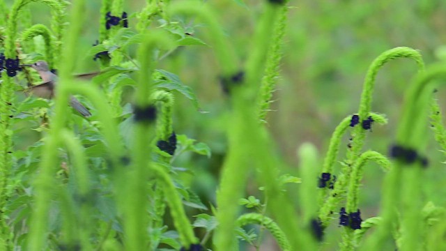 Buffy Hummingbird - ML631001936