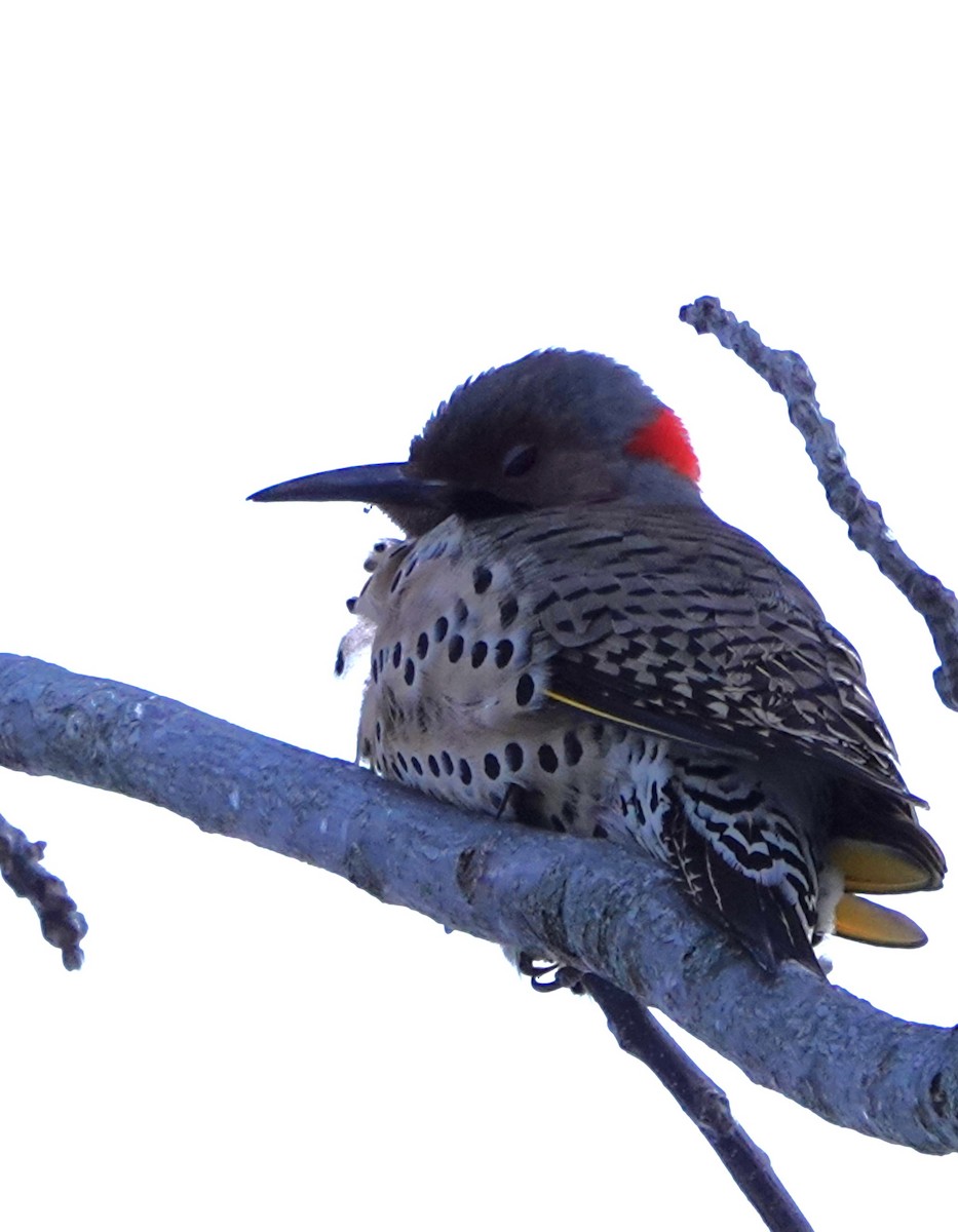 Northern Flicker - ML631001959