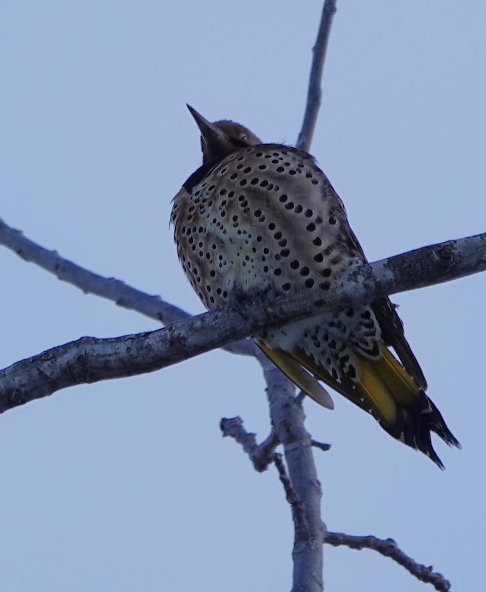 Northern Flicker - ML631001960