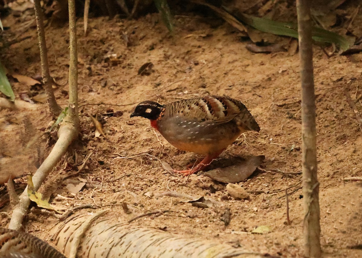 Hainan Partridge - ML631002027