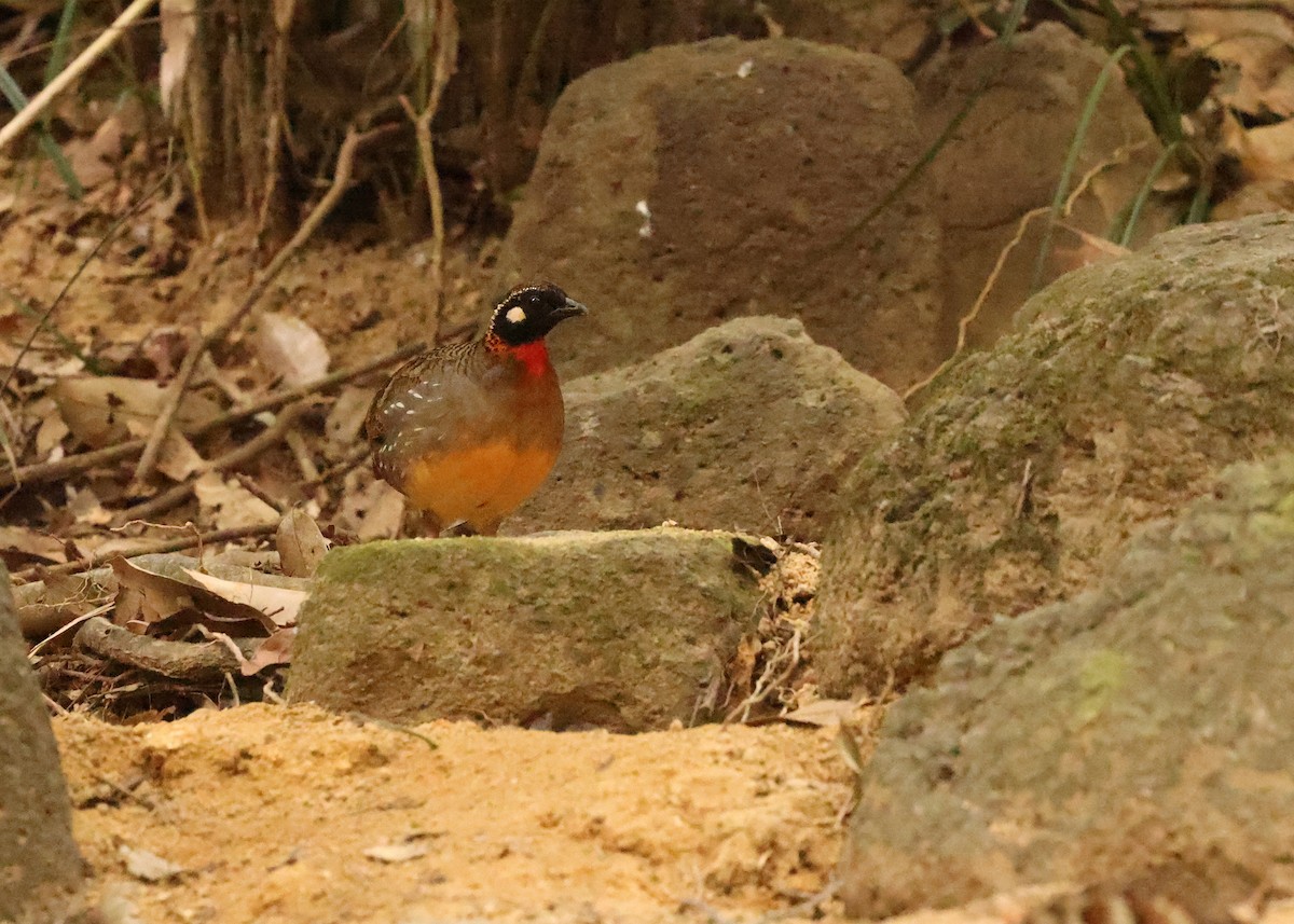 Hainan Partridge - ML631002032