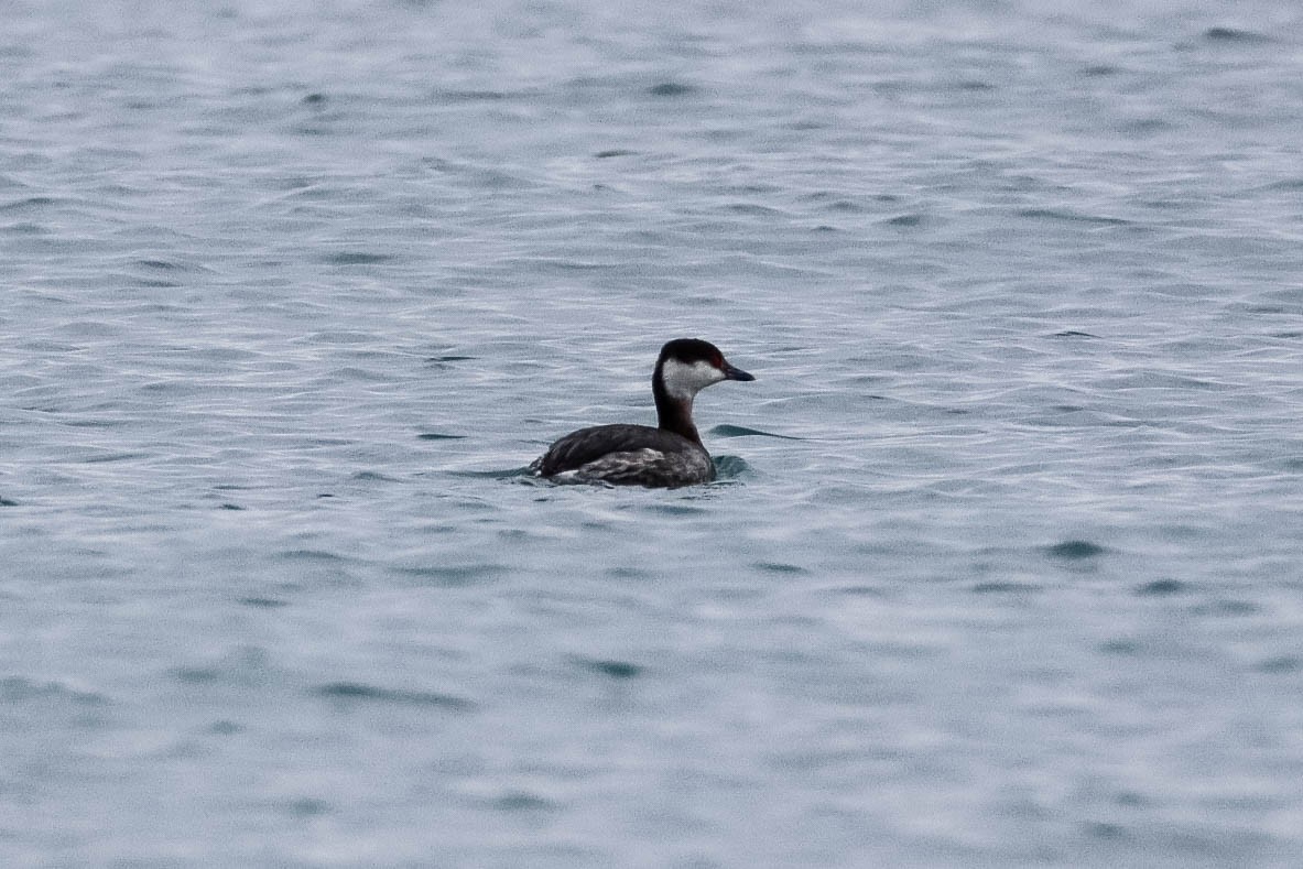 Horned Grebe - ML631002086