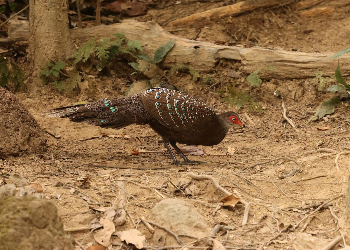Hainan Peacock-Pheasant - ML631002089