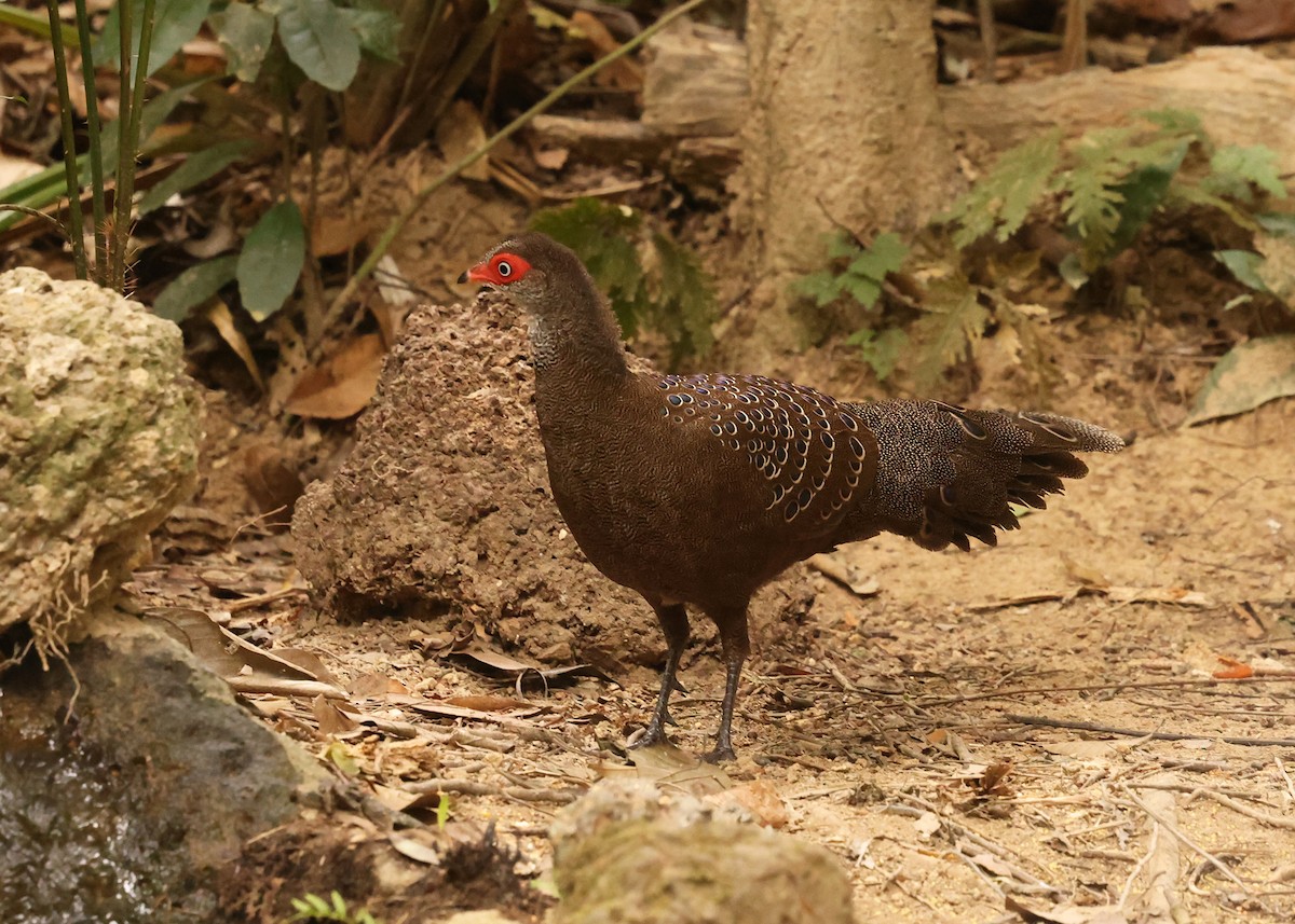 Hainan Peacock-Pheasant - ML631002094