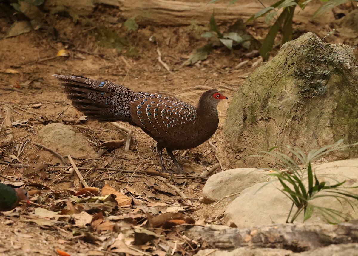 Hainan Peacock-Pheasant - ML631002097
