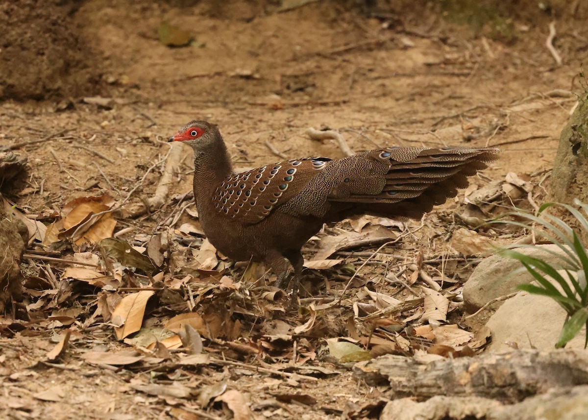 Hainan Peacock-Pheasant - ML631002102