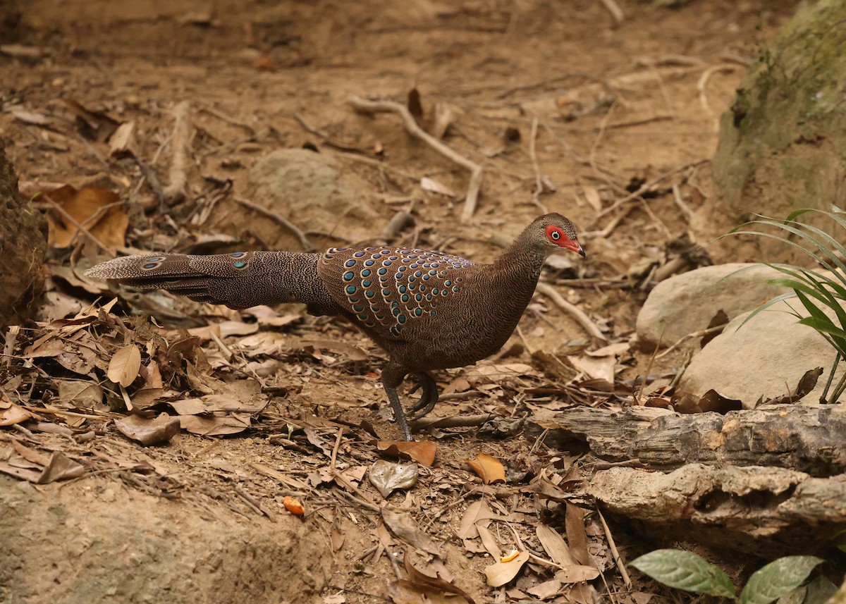 Hainan Peacock-Pheasant - ML631002109