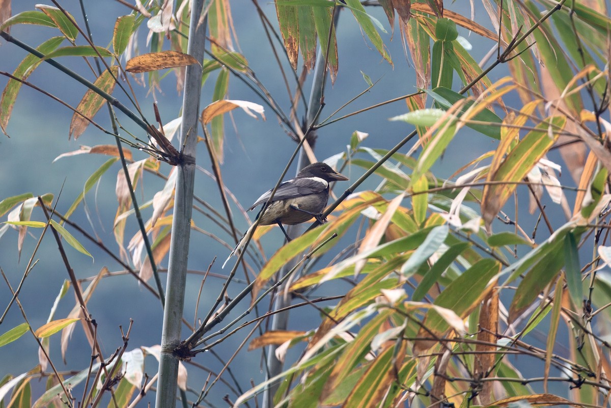White-winged Magpie - ML631002274