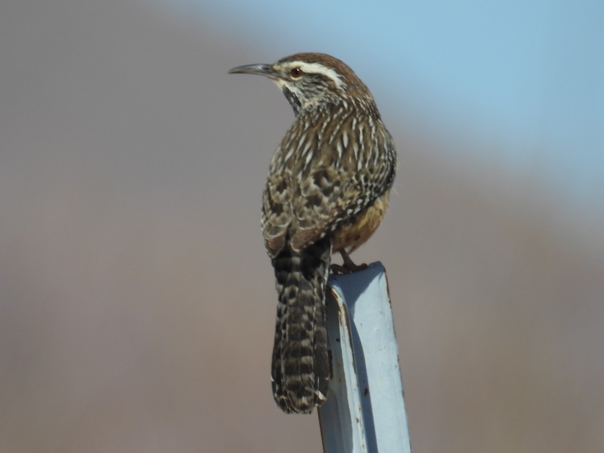Cactus Wren - ML631002441