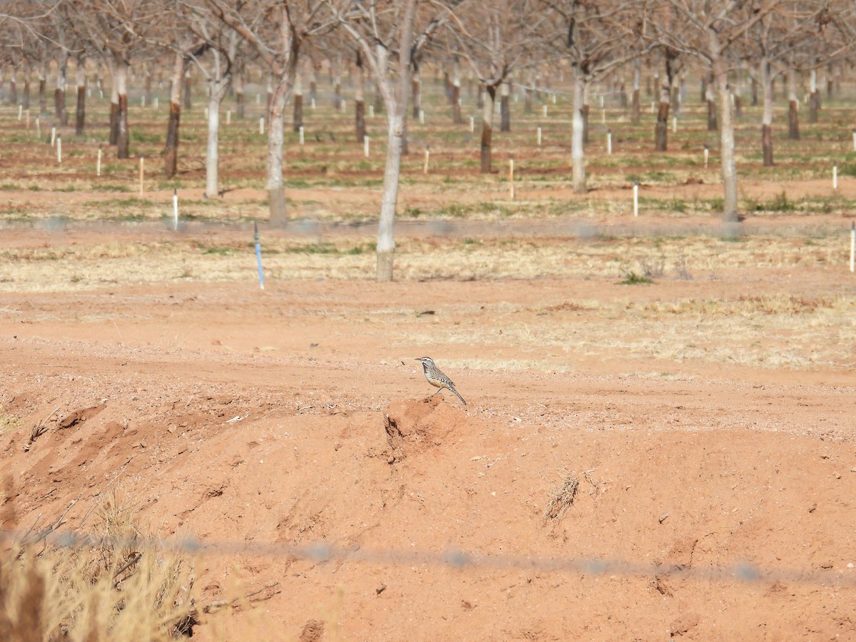 Cactus Wren - ML631002590